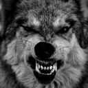 Wolfex
