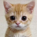 Gato