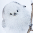 あやめしゃん