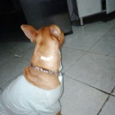 Hachi