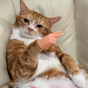 哈嚕嚕