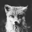 MaxiFoxi