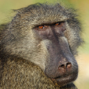 KingBaboon
