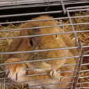 groegmax