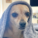 Sir Pooch