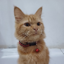 _oyen
