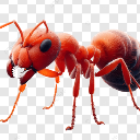 紅螞蟻