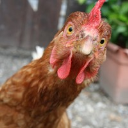 Chook Fowler