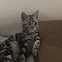 bigcat