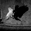raven