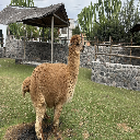 Ñusta