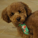 Zuzu