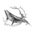 King whale