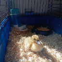 little duck
