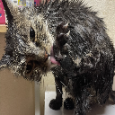 猫猫猫