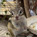 chipmunk しん
