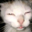 LauLauPro