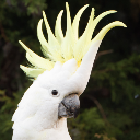 Aciolla
