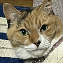 ねこ侍