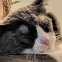 TJams