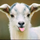 TINY GOAT