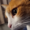 Stella