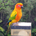 Bird_man