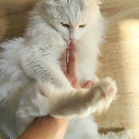 ᓚᘏᗢ