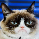 Grumpy Cat