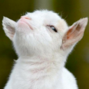 lil goat