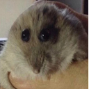 Sir Porge