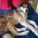 AVillageDog