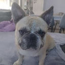 Frenchifan