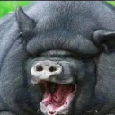Killik