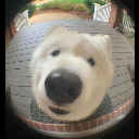 무야호ᴳᵀᴿ