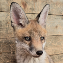 Foxlord