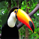 Toucan