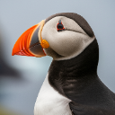 OrangePuffinᵏᵃᵐ