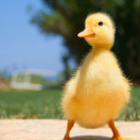 Irrelevant Duck