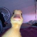 Adolfus