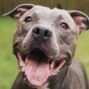 PitbullsiBETSY