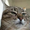 Cat king