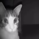 The Terror