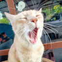 มั๊กม่วน