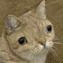 SpyRingo