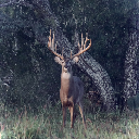 Shaftus maximus's avatar