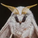 moth
