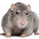 Rat