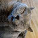 Sima
