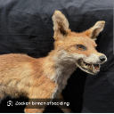 Fox o▬l▅▆▇◤